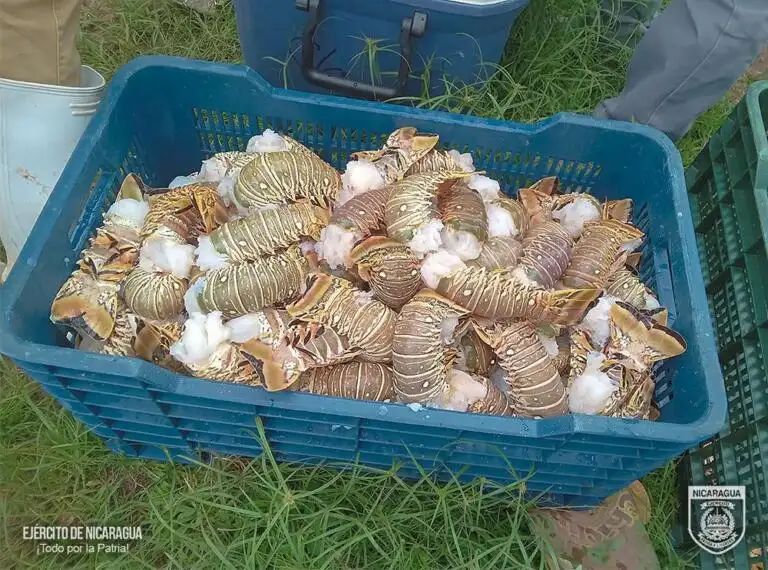 Los mariscos fueron entregados a las autoridades competentes. EN