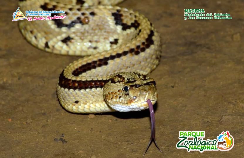 El reptil fue liberado en una zona protegida.